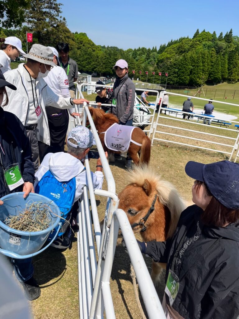 ミニチュアホースとの触れ合い
